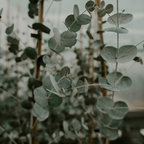 Eucalyptus Scent