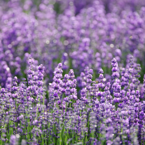 Lavender Woods Scent