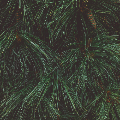 Fresh Pine and Bamboo Christmas Scent